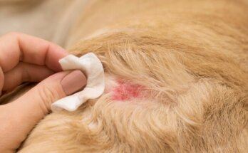 Bacterial & Fungal Skin Infections in Dogs