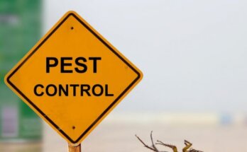 Pest Control in Mansfield