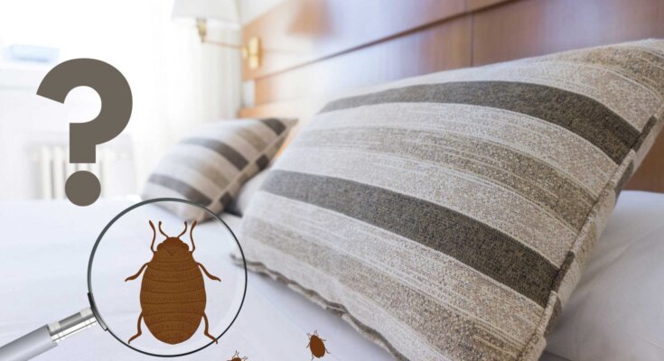 Bed Bug Treatment in Lahore