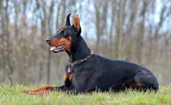 lying doberman dog animal preview