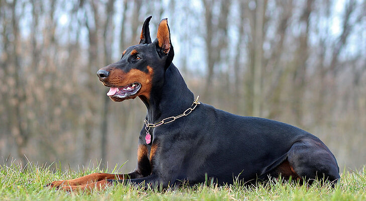 lying doberman dog animal preview