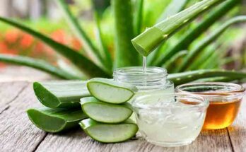 Aloe Vera Processing Plant