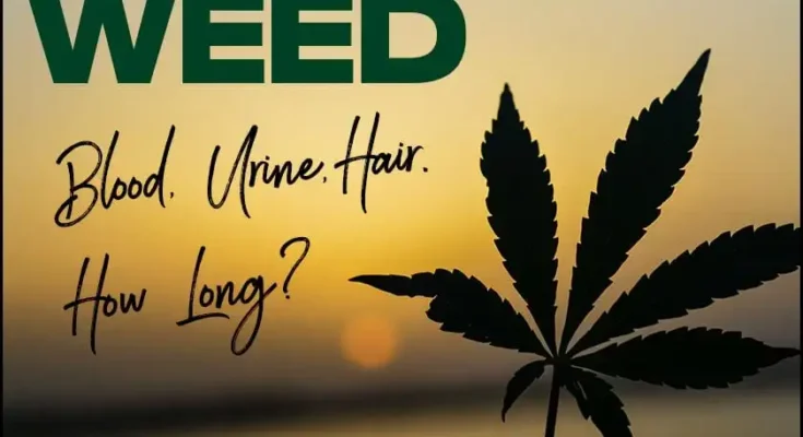 How Long Do Weed Edibles Stay in Your Urine?