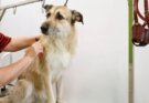 dog grooming in Kolkata